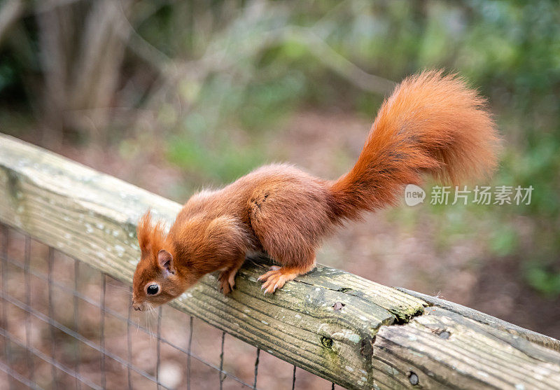 红松鼠(Sciurus vulgaris)